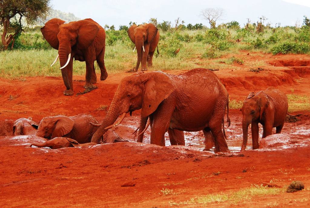 2 Days Tsavo West