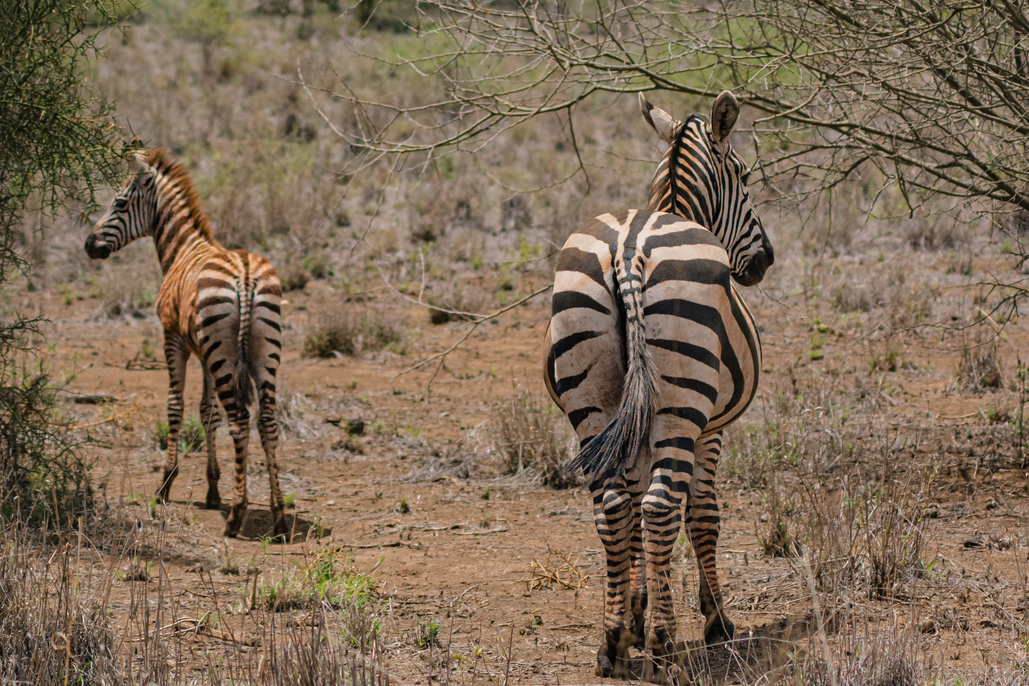 2 DAYS TSAVO WEST NATIONAL PARK